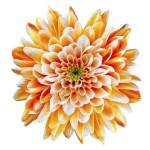 Orange and White Chrysanthemum Flower Isolated on White