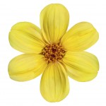 Yellow Dahlia Flower Isolated on White Background