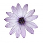 Osteospermum - Light Purple Daisy Flower Head Isolated on white