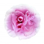 Pink Carnation Flower Isolated on White Background