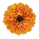 Orange Gerbera Flower Isolated on White Background