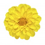 Yellow Dahlia Flower Isolated on White