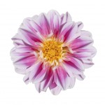 Pink and White Dahlia Flower Isolated on White