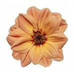 Orange Dahlia Flower  Isolated on White Background