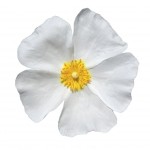 Rose Alba - Beautiful White Rose Isolated on White