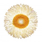 One White Everlasting Flower Isolated