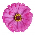 Blossoming Pink Zinnia Elegans Isolated on White