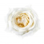 White Rose Closeup Faded into White Background