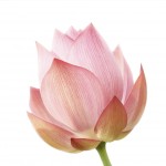 Single lotus flower