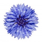 Single Blue Cornflower - Centaurea cyanus Isolated on White