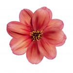 Red Dahlia Flower Isolated on White Background